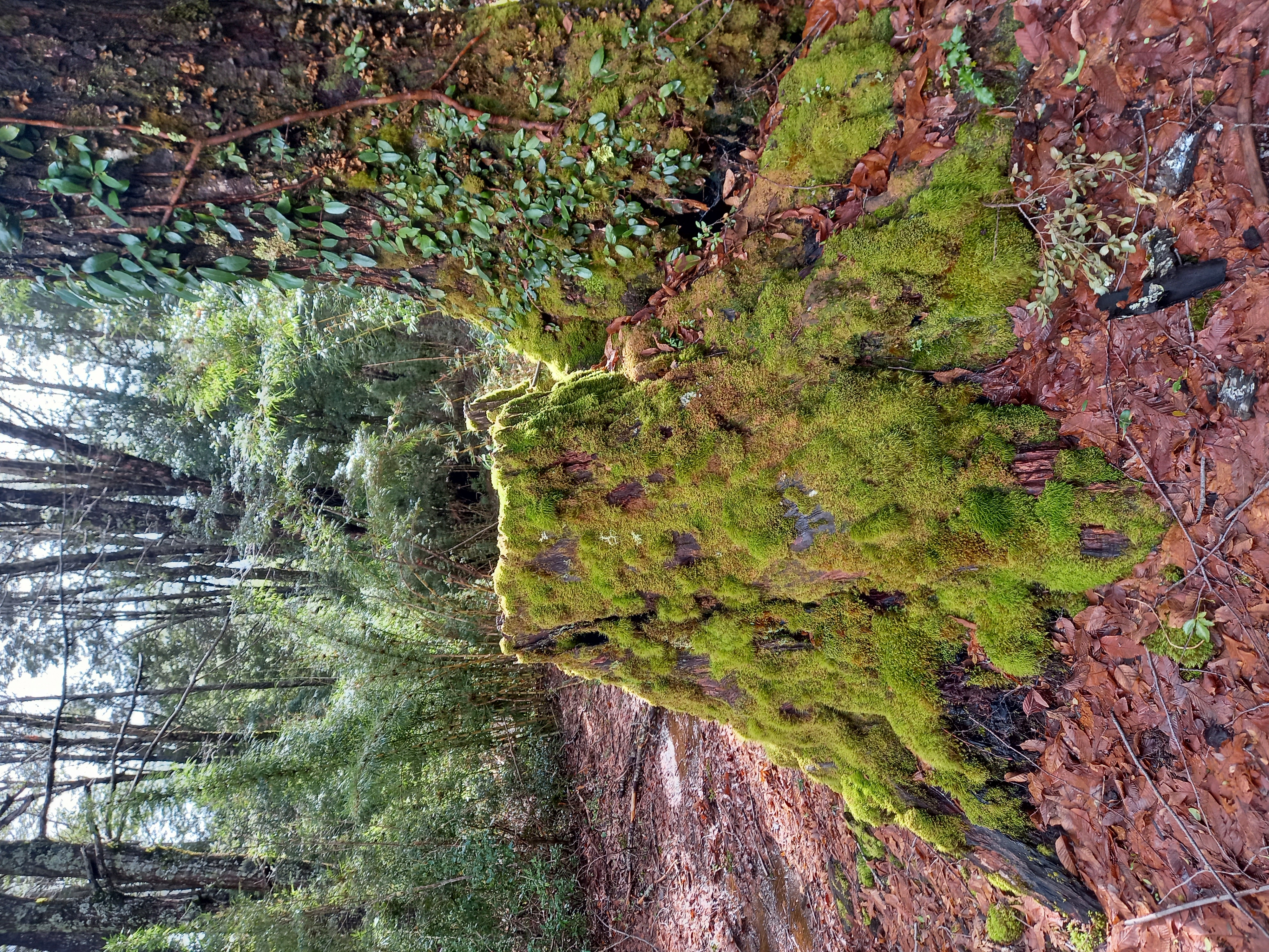 Bosque templado durante una jornada de trabajo de campo